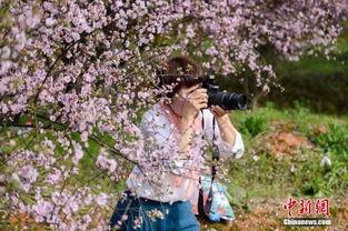 春暖花开 在线观看,在线赏花之旅 第2张 春暖花开 在线观看,在线赏花之旅 第2张